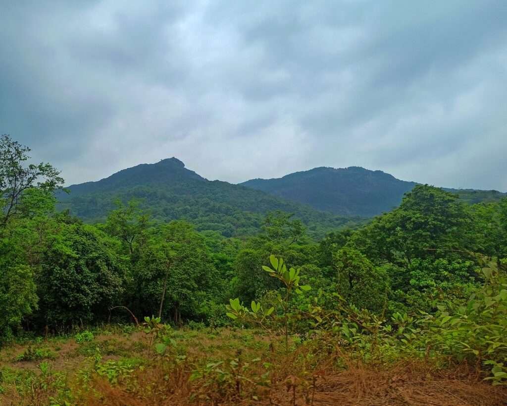 Monsoon Bliss